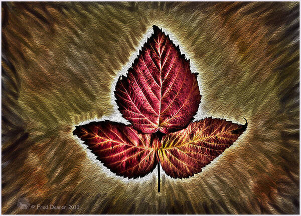 Leaf Art Print featuring the photograph High Bush Cranberry Leaf by Fred Denner
