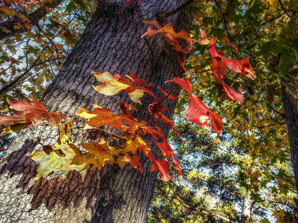 Red Leaves Art Print featuring the digital art Hints of Fall by Linda Unger