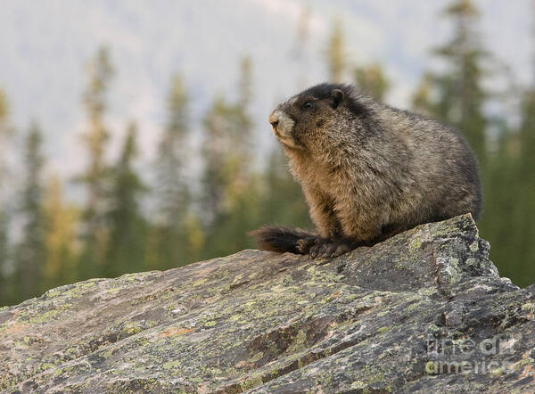 Marmots Art Print featuring the photograph Hoary Marmot by Chris Scroggins