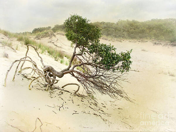 Bush Art Print featuring the photograph Holding On by Kathi Mirto