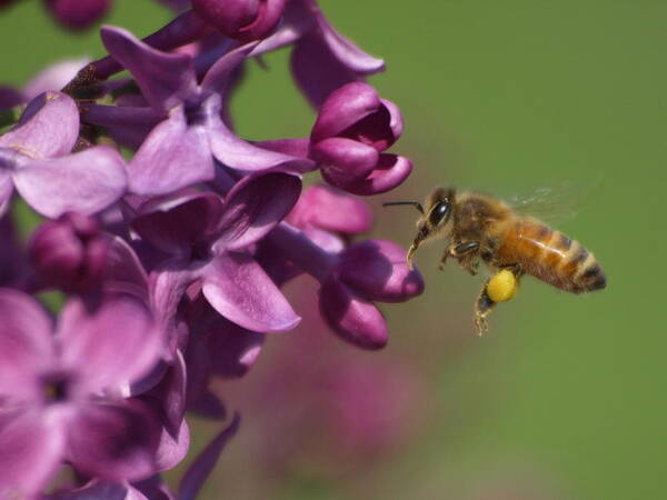 Jim Art Print featuring the photograph Honey Bee and Lilac by James Peterson
