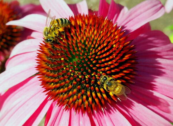Nature Art Print featuring the photograph Honey Bees and Echinacea Flowers by Amy McDaniel