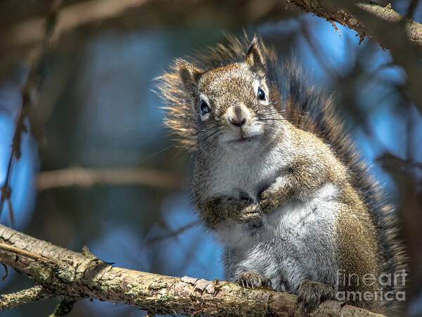 Sky Art Print featuring the photograph Hopeful for a Handout by Cheryl Baxter