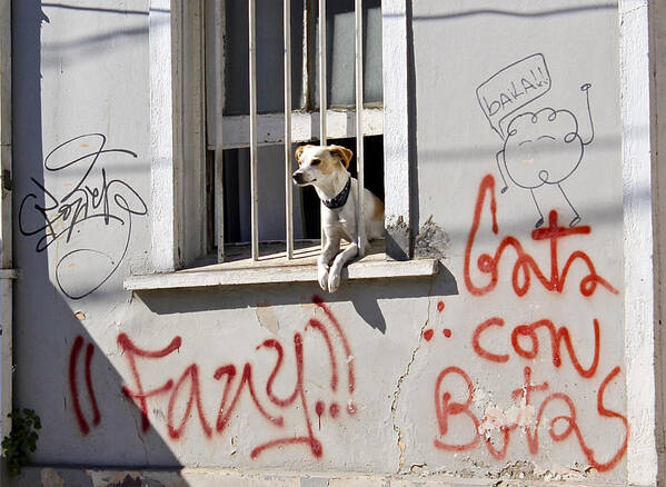 Dog Art Print featuring the photograph How much is that Doggie in the Window? by Kurt Van Wagner