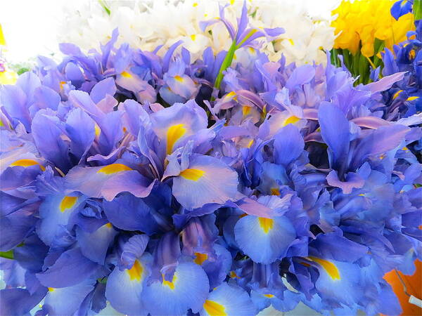 Purple Flowers Art Print featuring the photograph Huddling Iris by Patricia Haynes