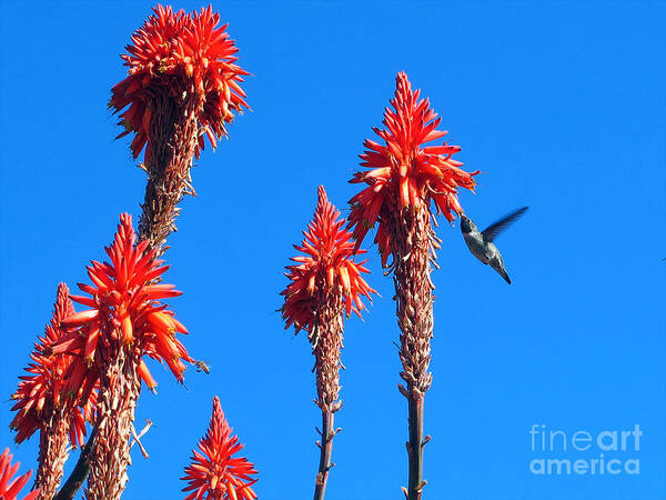 Anna's Hummingbird Art Print featuring the photograph Hummingbird by Kelly Holm