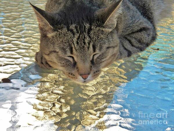 Cat Art Print featuring the photograph I Sleep on Water by Judy Via-Wolff