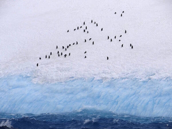 Ice Art Print featuring the photograph Taking A Cruise by Ginny Barklow