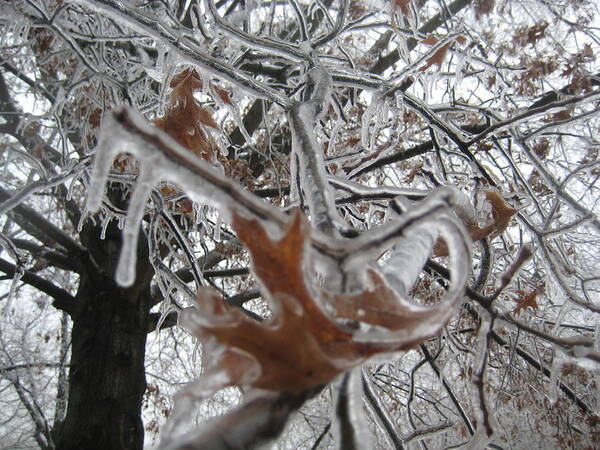 Ice Art Print featuring the photograph Icy Beckoning by Melissa McCrann