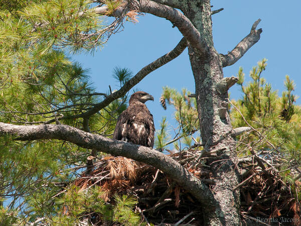 Bald Eagle Art Print featuring the photograph Immature Bald Eagle by Brenda Jacobs