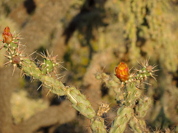 Cactus Art Print featuring the photograph In Living Color by Lynda Lehmann