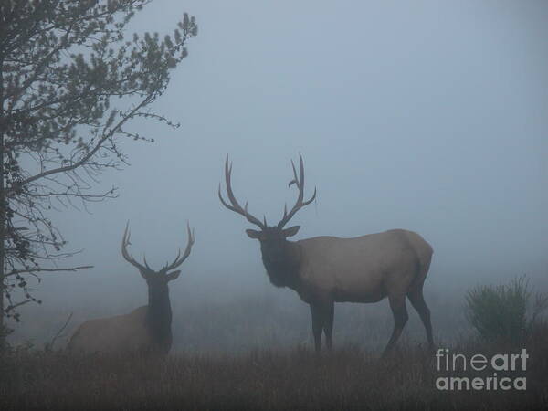 Elk Art Print featuring the photograph In The Mist by Jim Goodman