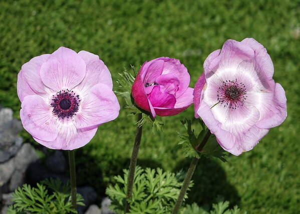 Anemones Art Print featuring the photograph In three stages by Rita Adams
