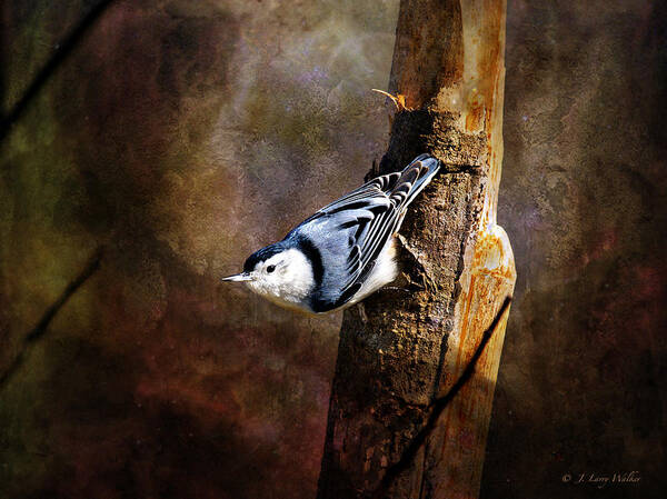 J Larry Walker Art Print featuring the digital art Inquisitive Nuthatch by J Larry Walker