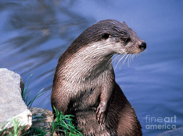   Art Print featuring the photograph Inquisitive Otter by Liz Leyden