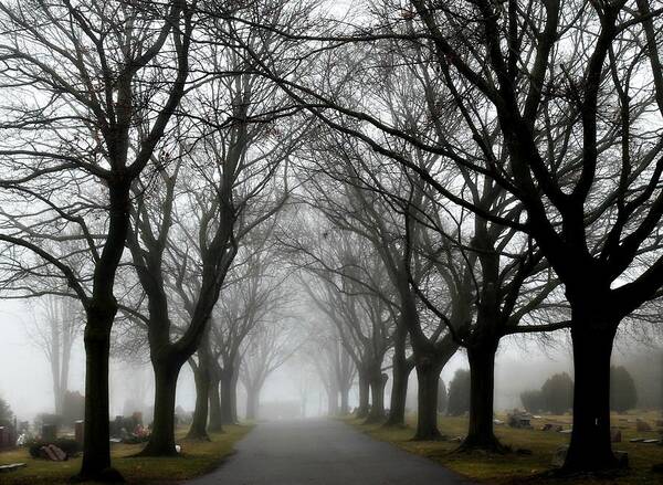 Fog Art Print featuring the photograph Into The Fog by Rebecca Frank