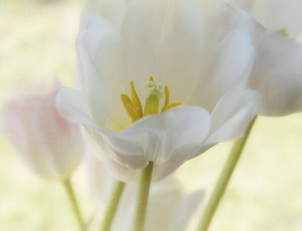 White Flower Art Print featuring the photograph Into the Light by Kim Hojnacki