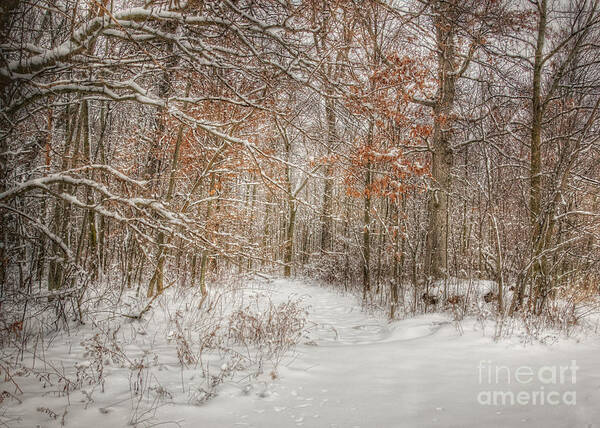 Snow Art Print featuring the photograph Into the Snowy Woods by Pamela Baker