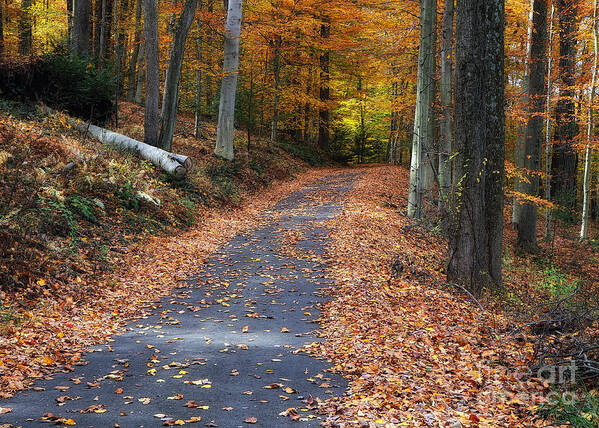 Autumn Art Print featuring the photograph Into The Woods by Geoff Crego