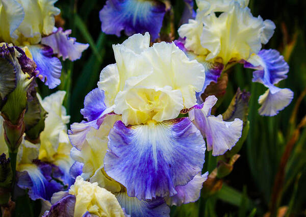 Iris Art Print featuring the photograph Iris in blue and yellow by Patricia Babbitt