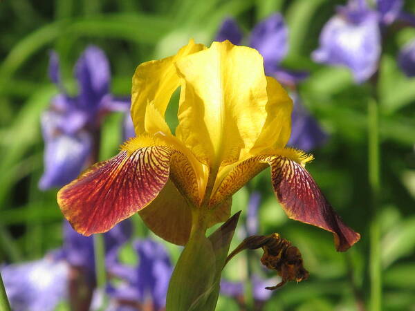 Iris Art Print featuring the photograph Iris In The Morning by Alfred Ng