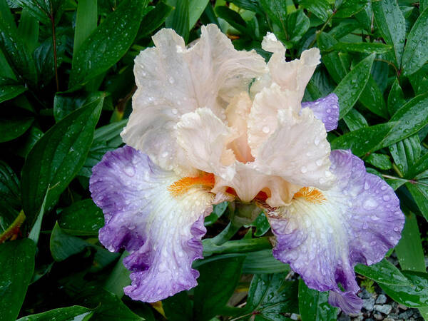 Irresistible Iris Art Print featuring the photograph Irresistible Iris by Roxy Hurtubise