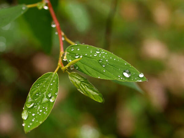 Leaves Art Print featuring the photograph Its about the little things by Teri Schuster