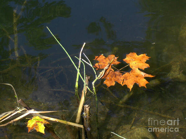 Landscape Art Print featuring the photograph It's over - Leafs on Pond by Brenda Brown