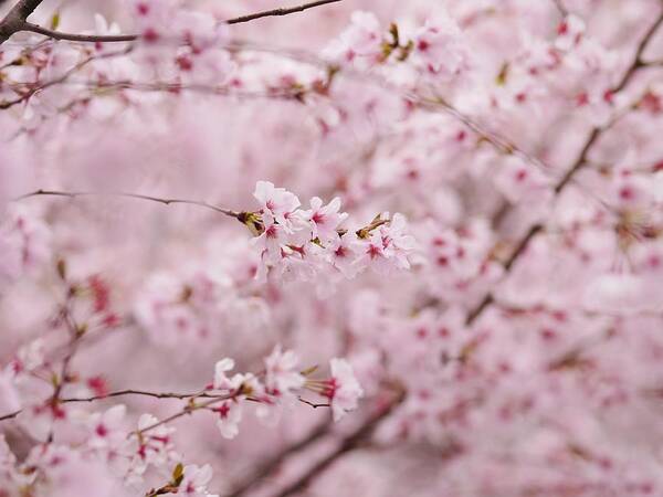 Outdoors Art Print featuring the photograph Japanese Cherry Blossoms by Rolfo
