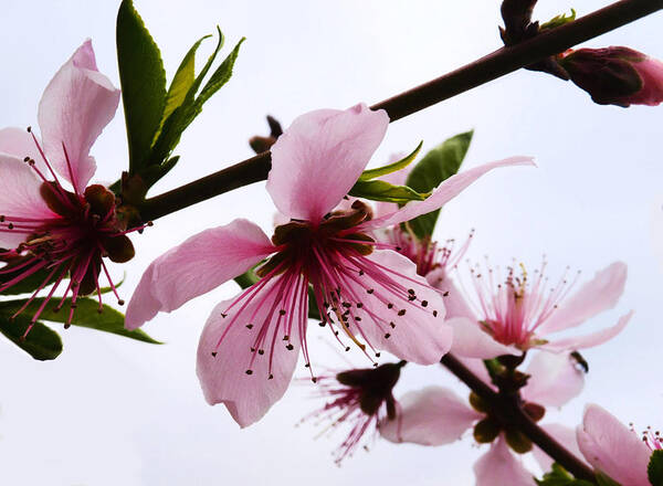 Japanese Cherry Tree Art Print featuring the photograph Japanese Cherry tree by Camille Lopez