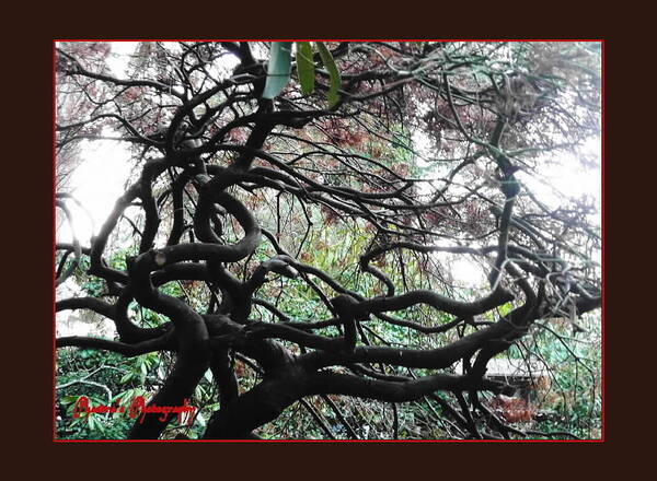 Japanese Maple Tree Art Print featuring the photograph Japanese Maple 2 by A L Sadie Reneau