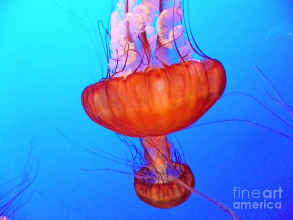 Jellyfish Art Print featuring the photograph Jellyfish VIII by Elizabeth Hoskinson
