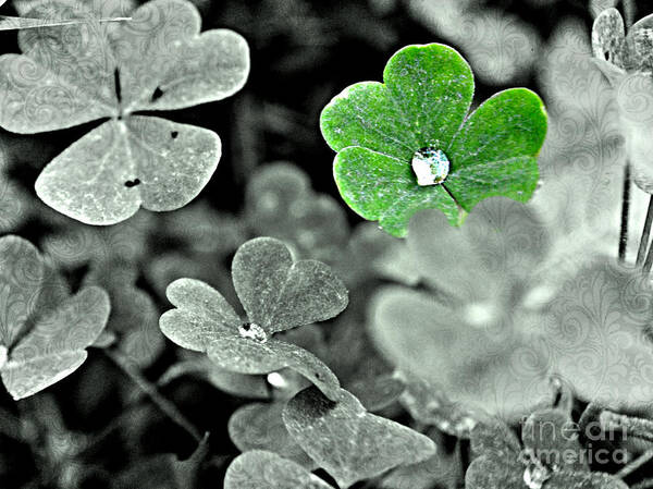 Clover Art Print featuring the photograph Jeweled Clover by Carlee Ojeda