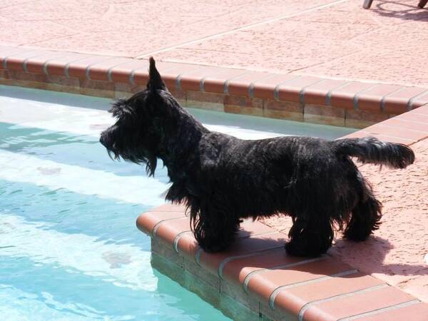 Scottie Art Print featuring the photograph Joey at the Pool by Diane Ferguson