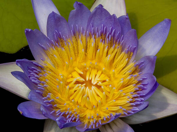 Water Art Print featuring the photograph Just Opening Purple and Yellow Waterlily by Jean Noren