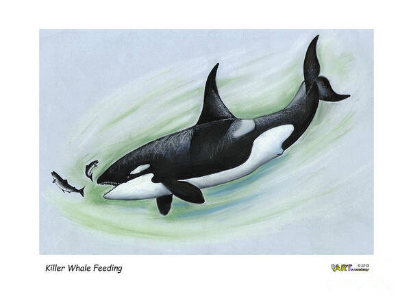 Whales Art Print featuring the pastel Killer Whale Feeding by Art MacKay