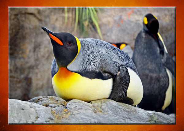 King Penguin Art Print featuring the photograph King of the Hill by Steven Michael
