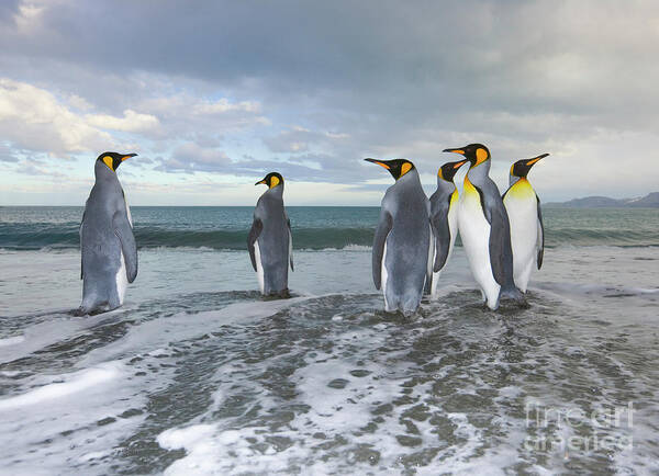 00345357 Art Print featuring the photograph King Penguin In The Surf by Yva Momatiuk John Eastcott