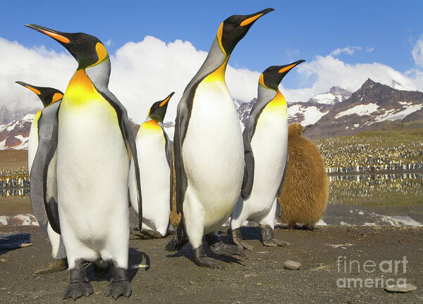 00345347 Art Print featuring the photograph King Penguins At St Andrews Bay by Yva Momatiuk and John Eastcott