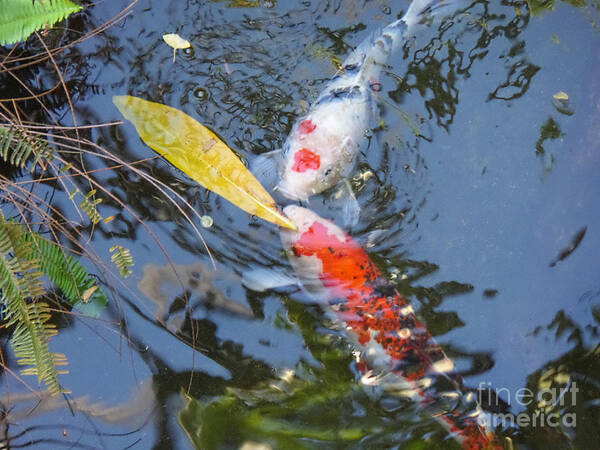 Koi Art Print featuring the photograph Kissin' Koi by HEVi FineArt