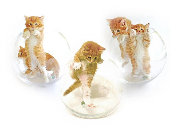 Kittens Art Print featuring the photograph Kittens in Bowl by Olivia Novak