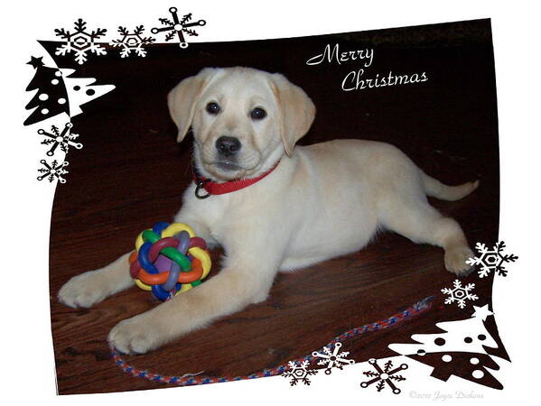 Christmas Art Print featuring the photograph Lab Pup Merry Christmas by Joyce Dickens