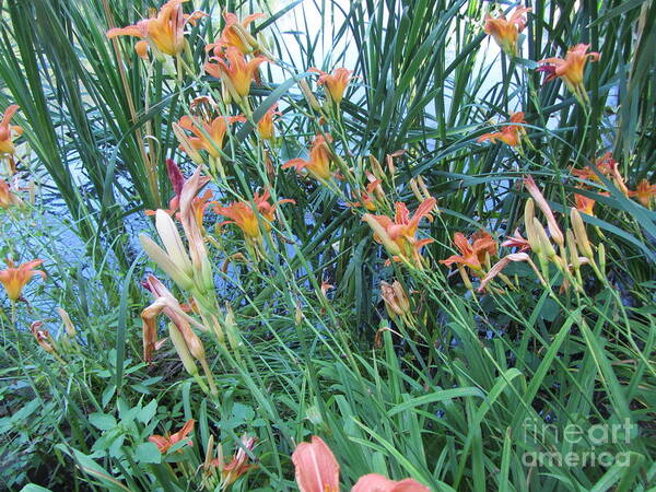 Water Art Print featuring the photograph Lake Of The Lilies by Susan Carella