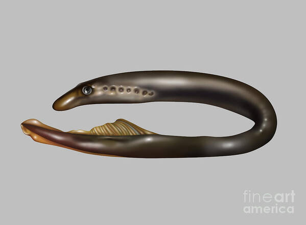 Nature Art Print featuring the photograph Lamprey Eel, Illustration by Gwen Shockey