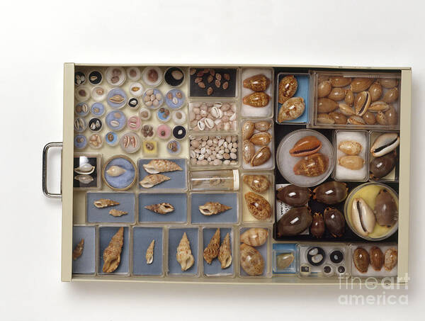 Abundance Art Print featuring the photograph Large Collection Of Shells In Drawer by Matthew Ward / Dorling Kindersley