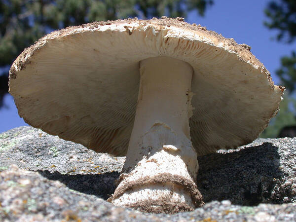 Large Mushroom Art Print featuring the photograph Large Mushroom by Shane Bechler