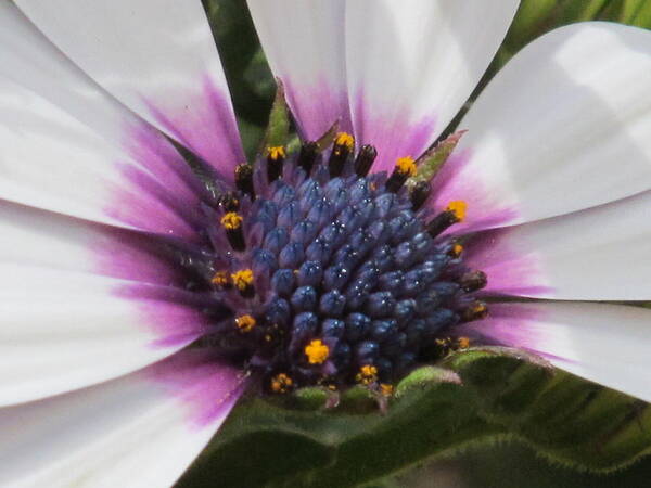 Nature Art Print featuring the photograph Lavender Blue by Loretta Pokorny