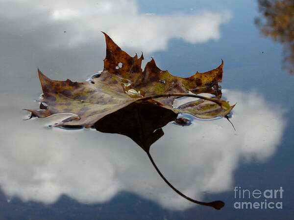 Jane Ford Art Print featuring the photograph Leaf in sky by Jane Ford