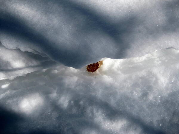 Leaf Art Print featuring the photograph Leaf in Winter Landscape by Dr Carolyn Reinhart