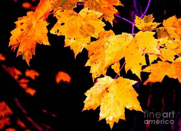 Tree Art Print featuring the digital art Leaves of Maple by Tim Richards